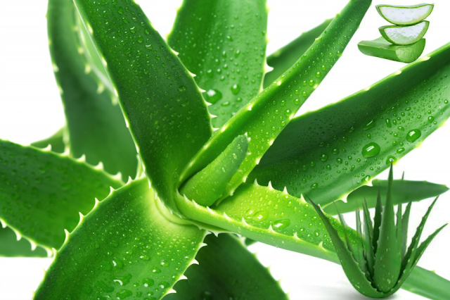 3 Reasons Why You Need Aloe Vera Juice in Your Natural Hair Routine
