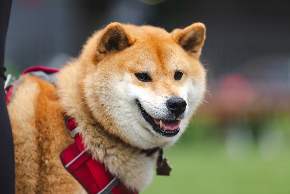 Adorable Shiba Inu dog with a red harness, smiling outdoors in a park.