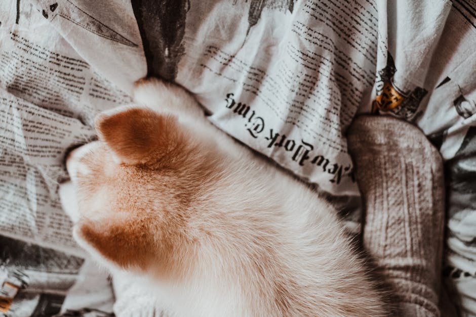 Sweet husky puppy sleeping comfortably on stylish newspaper print bed linens.